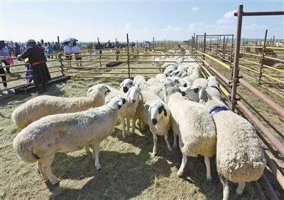 蒙古足球什么水平_蒙古足球国家队_中国蒙古族足球比赛规则