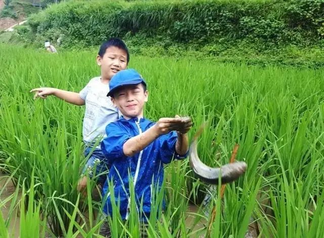 抖音糯米的趣味生活是什么狗_糯米的趣味生活是什么品种_糯米的趣味生活第1期