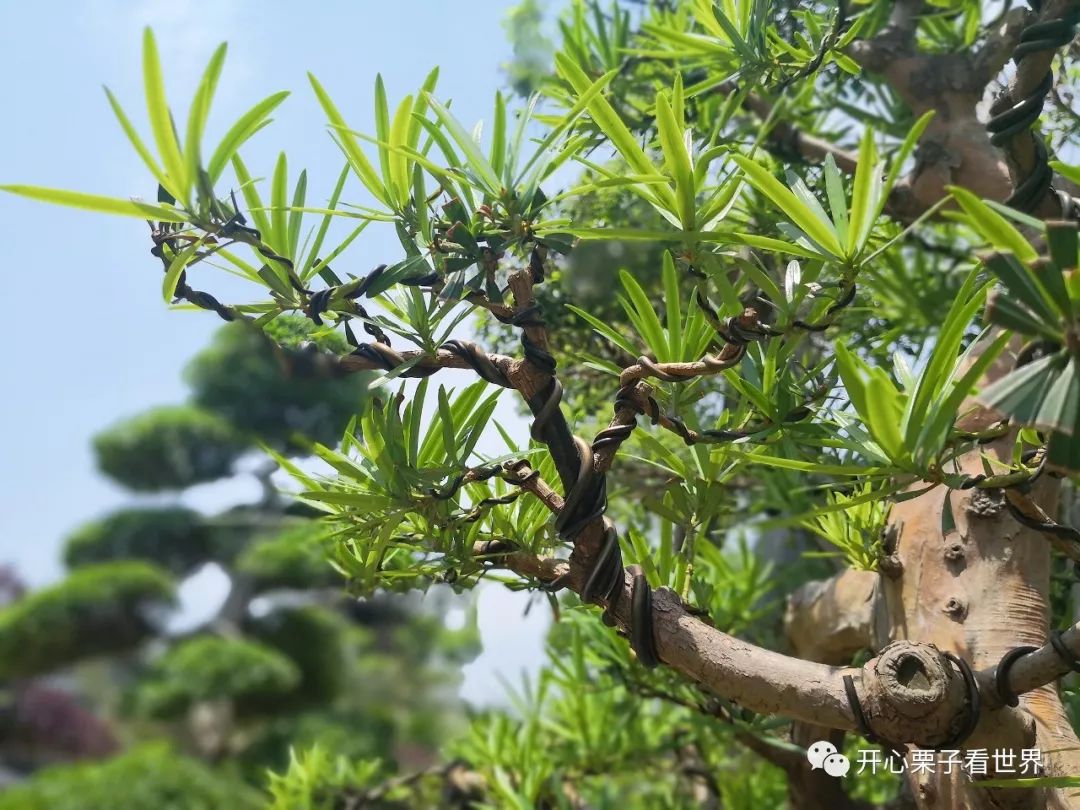 108道儿童营养餐_儿童营养师营养餐_儿童营养餐图画