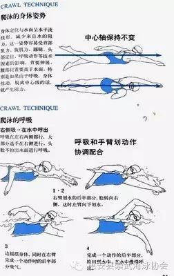 游泳的换气和手的动作_游泳换气技巧不用划手指头_游泳划手的作用
