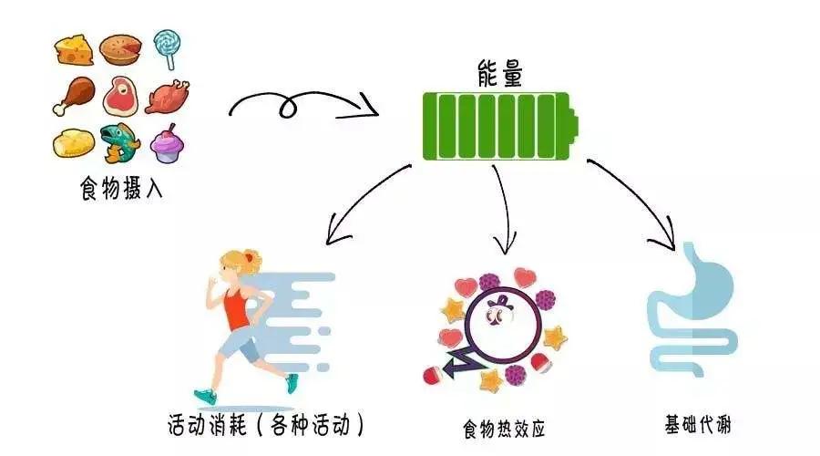 小基数健身三大营养素_小基数减脂三大营养素比例_基础营养素