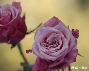 浪漫主义运动_主义浪漫运动的特点_浪漫主义运动简介