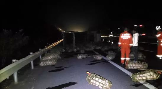 日本男子摔跤无规则死亡_日本男子摔跤训练的视频_日本男子摔跤运动员的日常