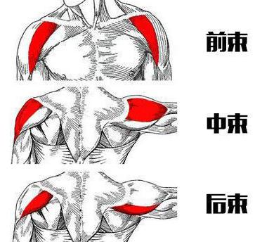 如何在家用哑铃练出3D立体球形肩膀？5个